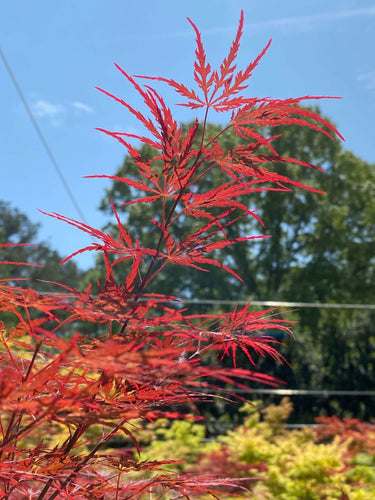 Acer palmatum 'English Lace' - mapleridgenursery
